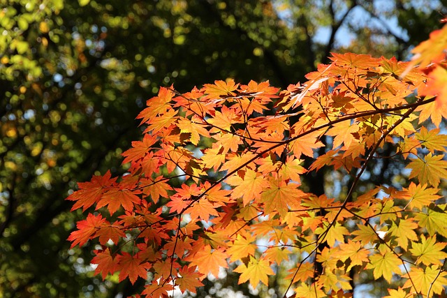 🍂🍁 2025년 10월 최신 부산 가을 축제 일정과 실시간 단풍 명소&amp;#44; 가족&middot;연인&middot;친구&middot;아이 맞춤 코스부터 영화제&middot;록페스티벌&middot;미디어아트 야경&middot;영도다리축제까지 꼭 알아야 할 올가을 부산 여행 꿀팁 총정리 🍂🍁