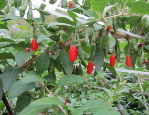 구기자 나무 사진입니다.