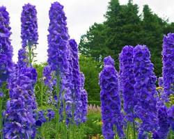 락스퍼 이미지 사진