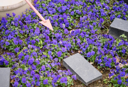 무심천에 심어진 아름다운 비올라 꽃 사진