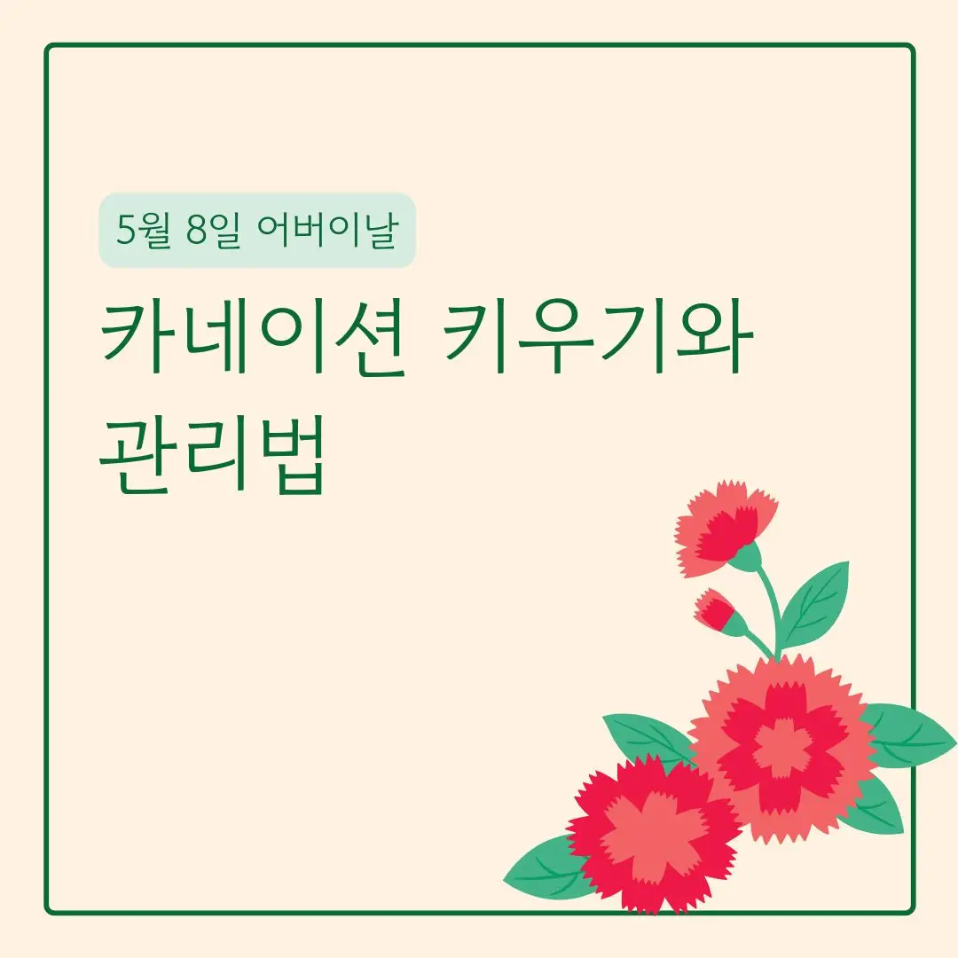 카네이션 키우기