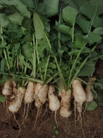 알타리무 재배 서늘한 기온 관리 연속 수확 물 주기_30