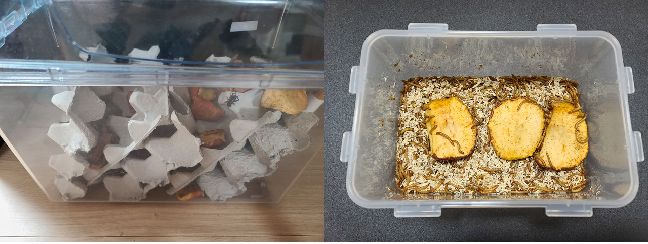 귀뚜라미와 밀웜