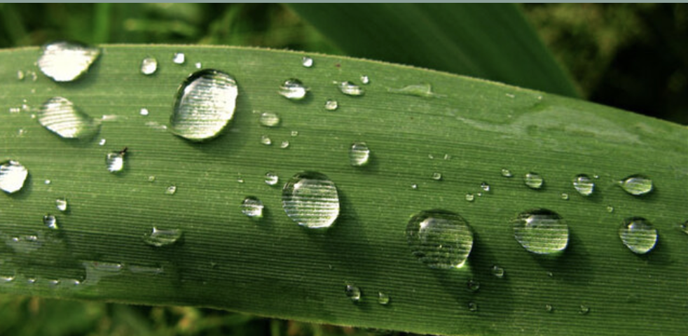 한로 뜻 의미 유래 차가운 이슬