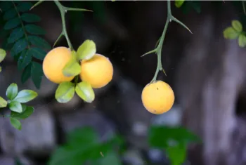 탱자 효능 및 영양성분