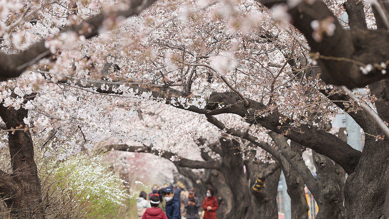 2025 전국 벚꽃 개화시기