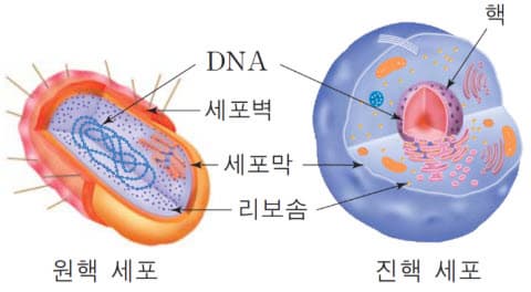 📌 세포의 구조와 역할 완벽 정리: 원핵세포와 진핵세포 차이부터 세포 소기관까지