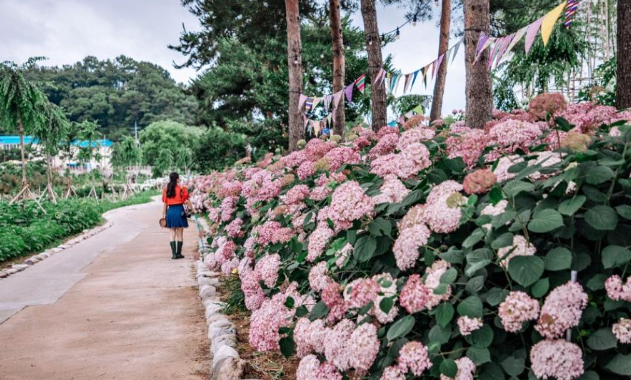 2025 유구색동수국정원 꽃 축제