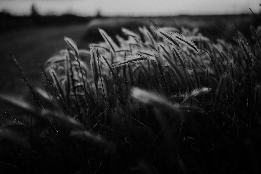 Crop