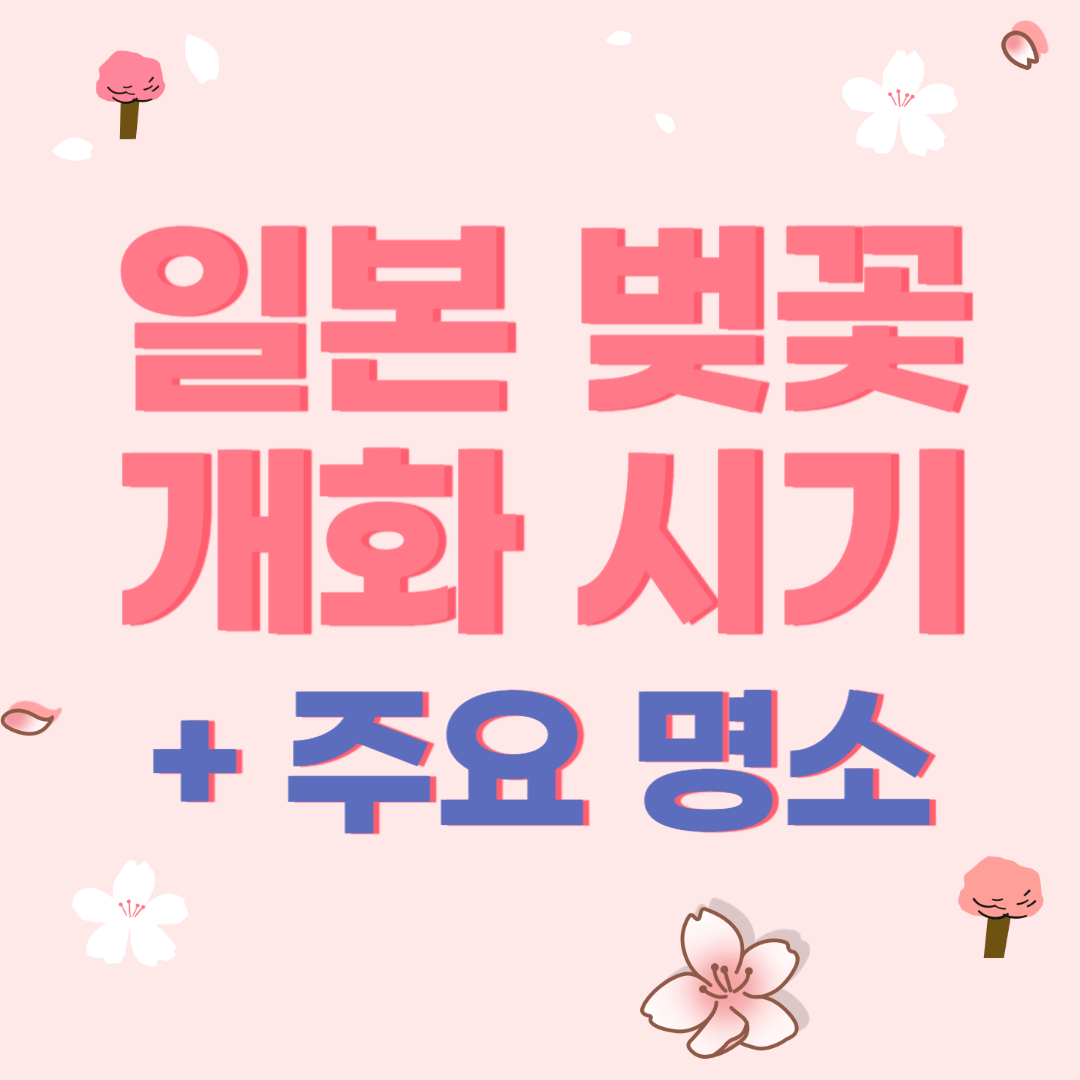 일본 벚꽃 개화 시기