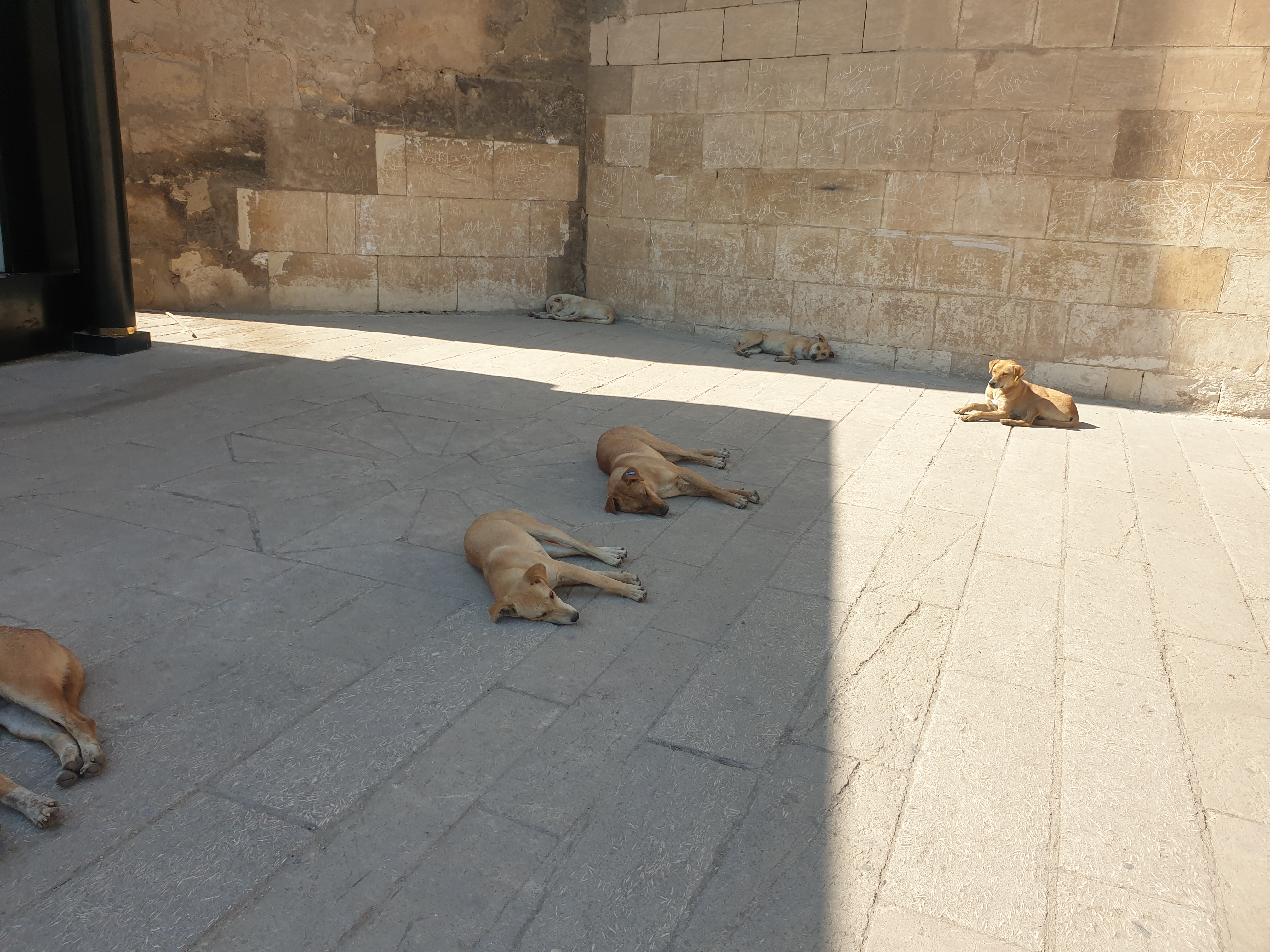이집트 길거리에 많이 보이는 버려진 개들