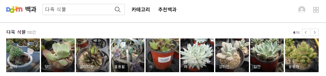 증야와 당인 다육식물 사진과 이름