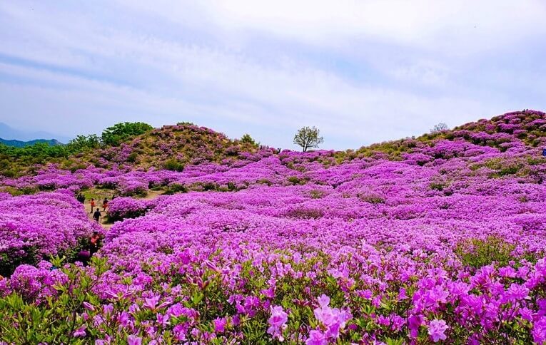 2025 황매산 철쭉제 총정리 사진