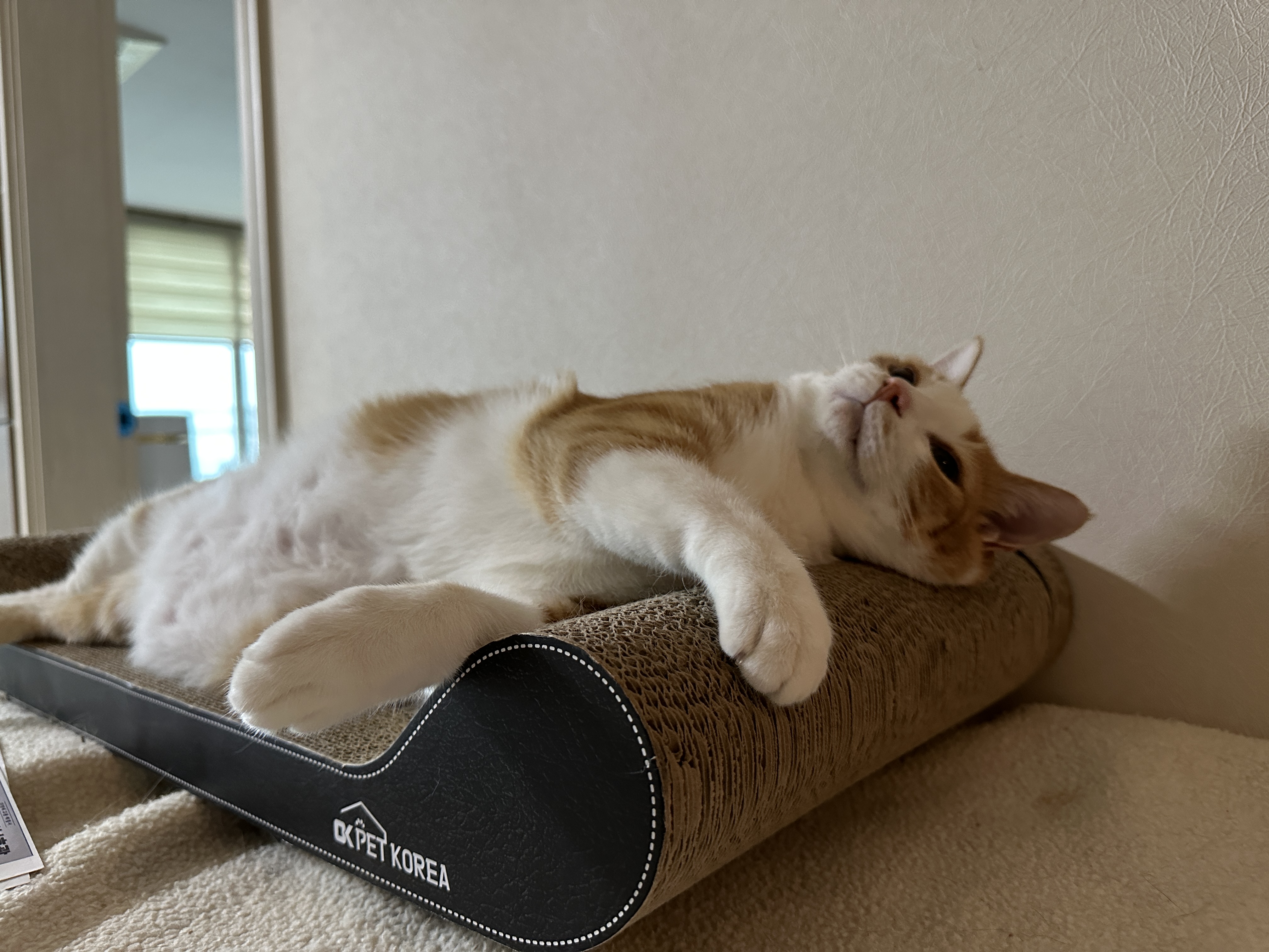 치즈고양이_호야