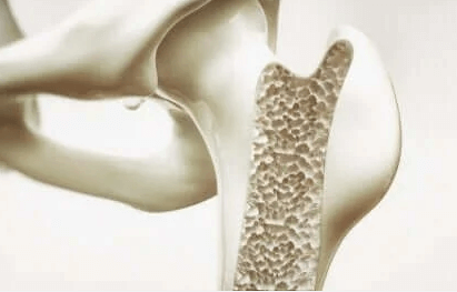 고사리-뼈건강-강화