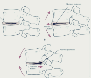 허리관절-움직임