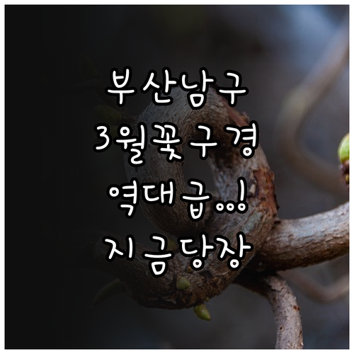 부산 남구 3월 여행지 추천 및 개화..