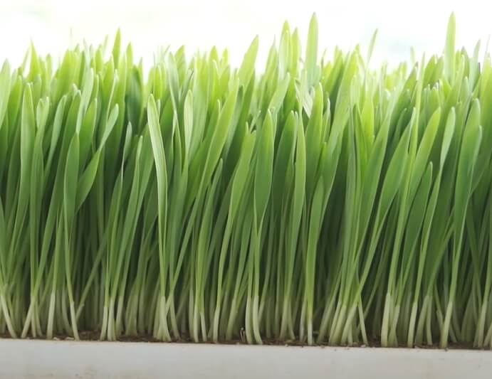 새싹보리가 10cm 이상 자란 모습