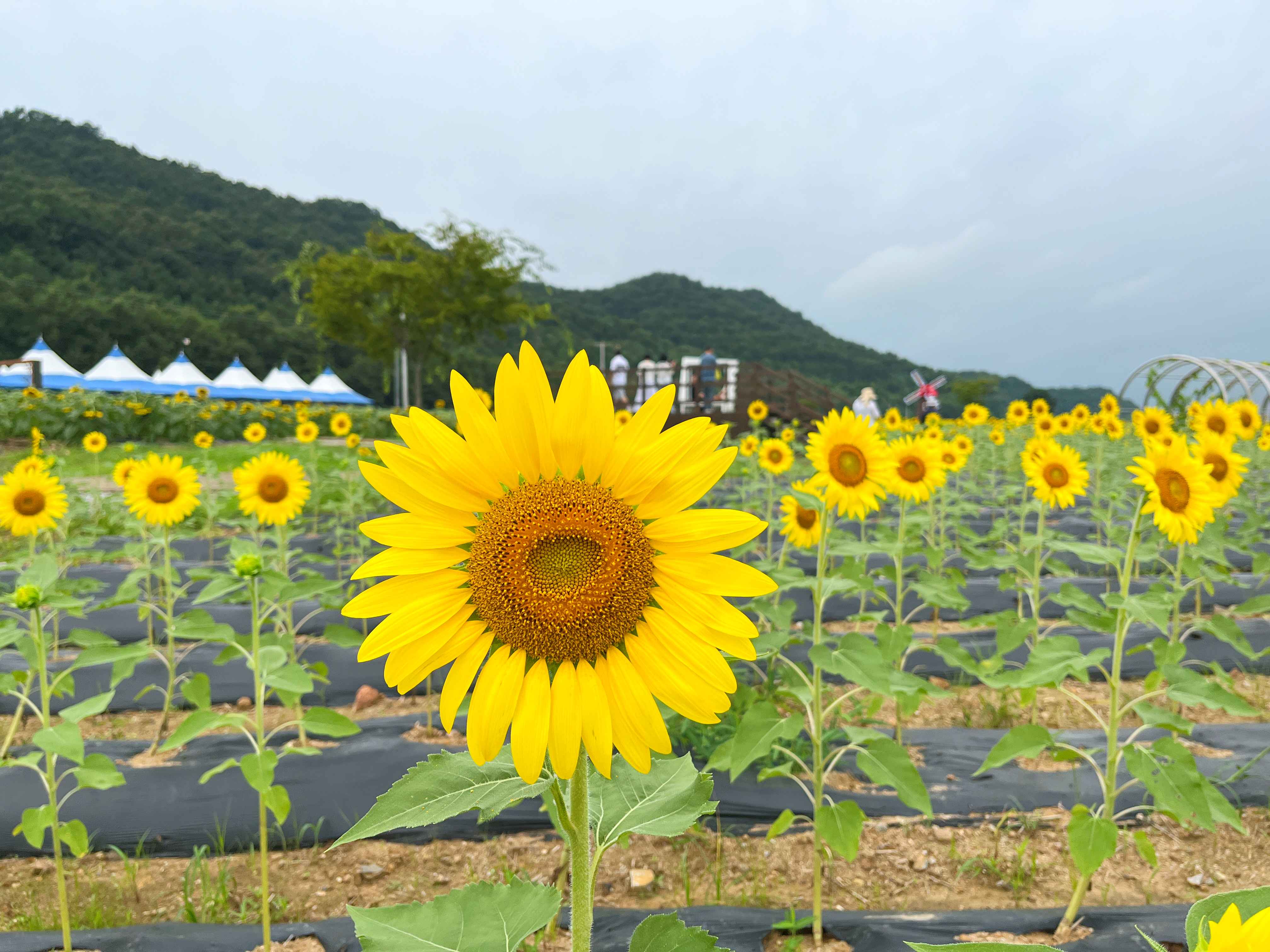 강화도 교동 난정 해바라기 정원 축제