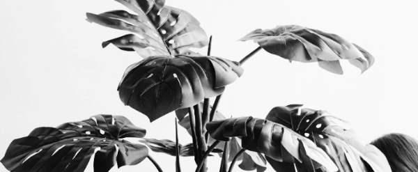 몬스테라 키우기: 햇빛