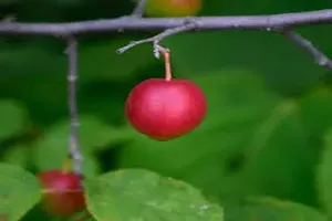 자두