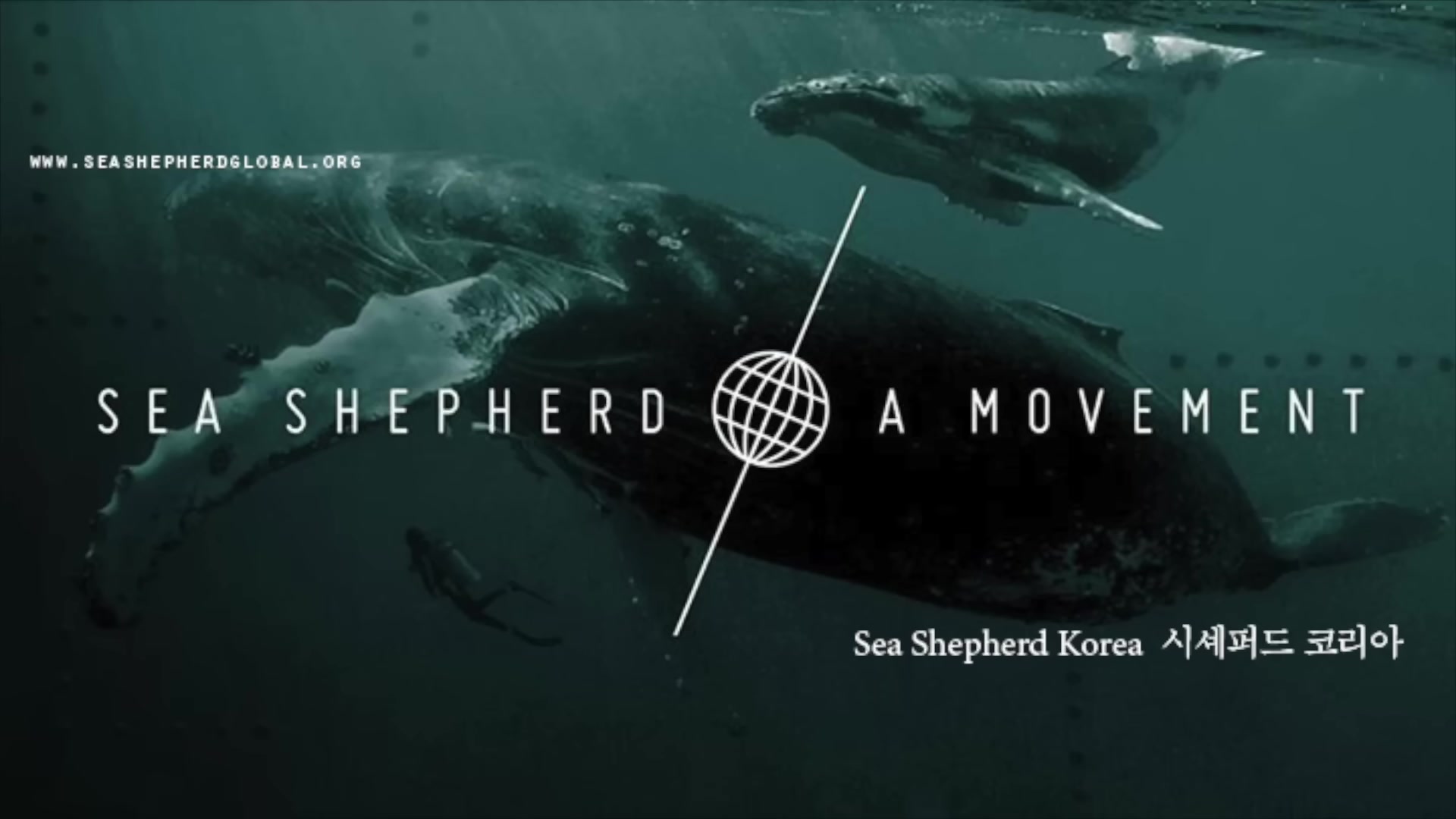 시셰퍼드 코리아