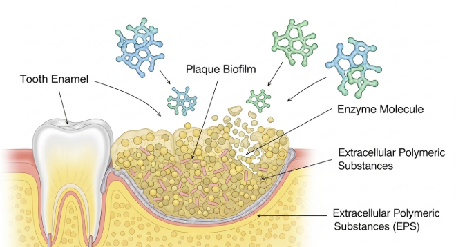 구강-유산균-M18-효능-잇몸-효과-성분-복용법