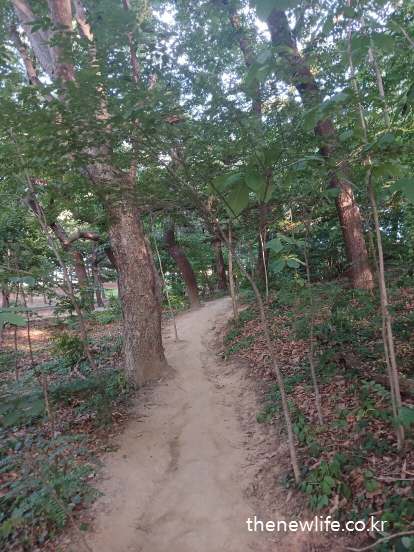 A winding earthen path under dense foliage, ideal for barefoot walking in Children's Grand Park./울창한 나무 아래 조성된 구불구불한 맨발 걷기 코스. 어린이대공원 내부 흙길 산책로.