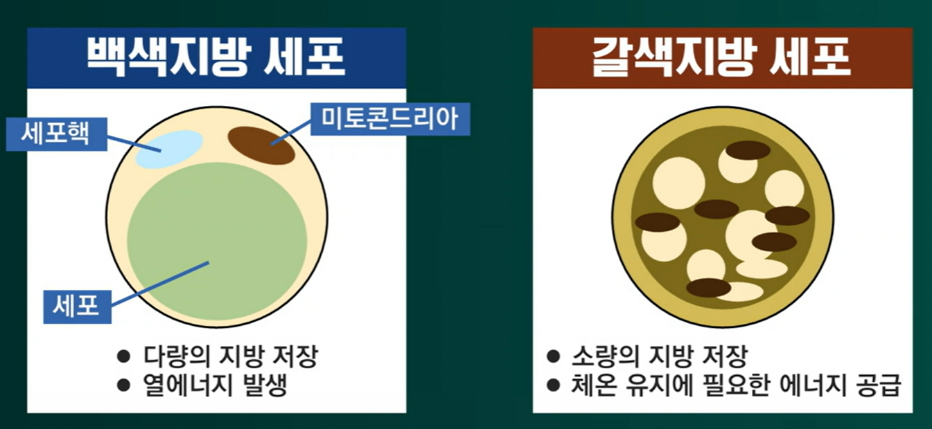 로즈힙퓨레