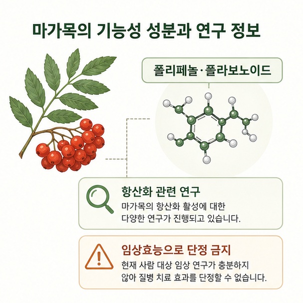 마가목에 포함된 폴리페놀과 플라보노이드 및 항산화 관련 연구를 소개하면서 임상 효능으로 단정할 수 없음을 설명한 이미지