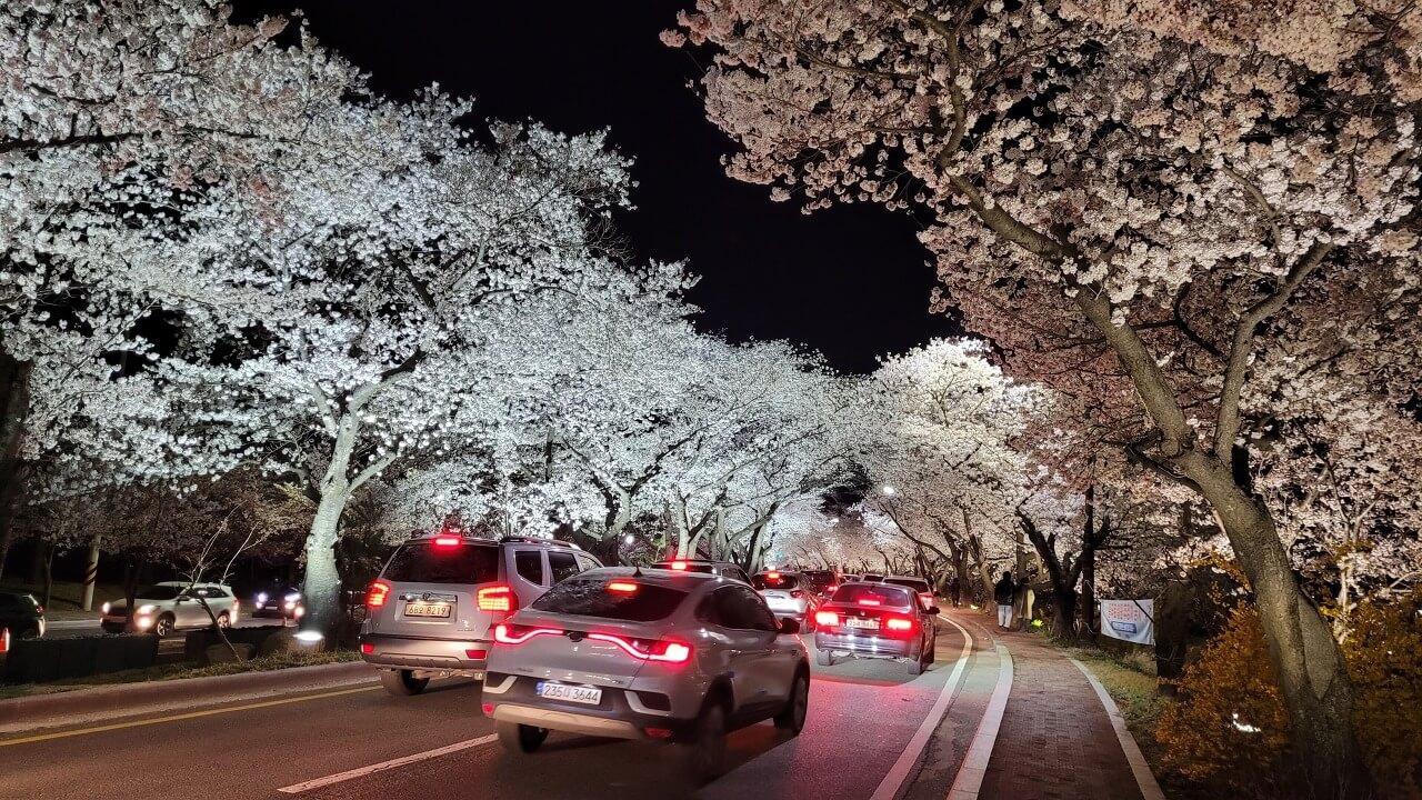 김유신-장군묘-가는길-벚꽃