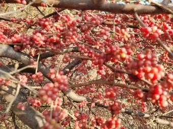 보리수나무 재배 전정 관리 착과 유도 열매 활용_8