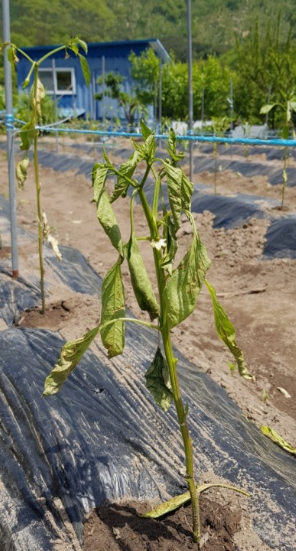 고추심기(고추 심는시기, 파종시기, 심는간격, 심는방법) 고추키우기 총정리!