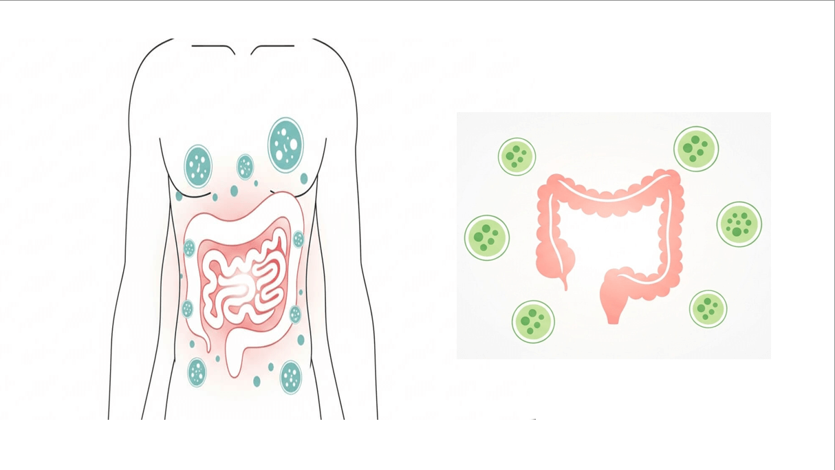 유산균 종류 완벽 해설 (락토바실러스, 비피더스, 영양)