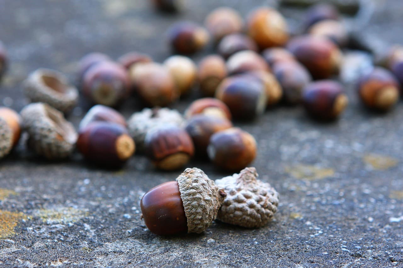 🌳 도토리는 전 세계에 있지만, 이렇게 먹는 건 한국뿐?