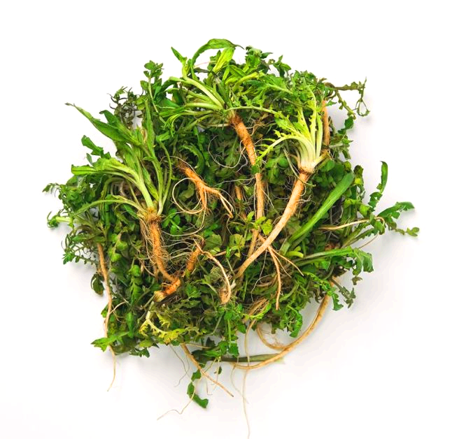 봄맞이 나물 특집 (종류, 효능, 조리법)