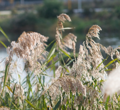 가을에 피는 꽃 종류 갈대