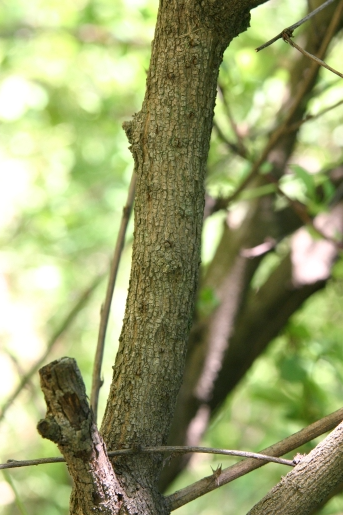 매자나무 수피1
