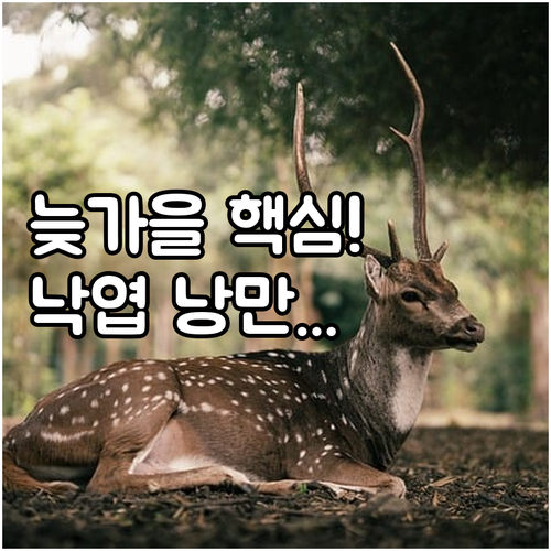 절정 이후 낙엽이 덮인 늦가을 낭만 ..