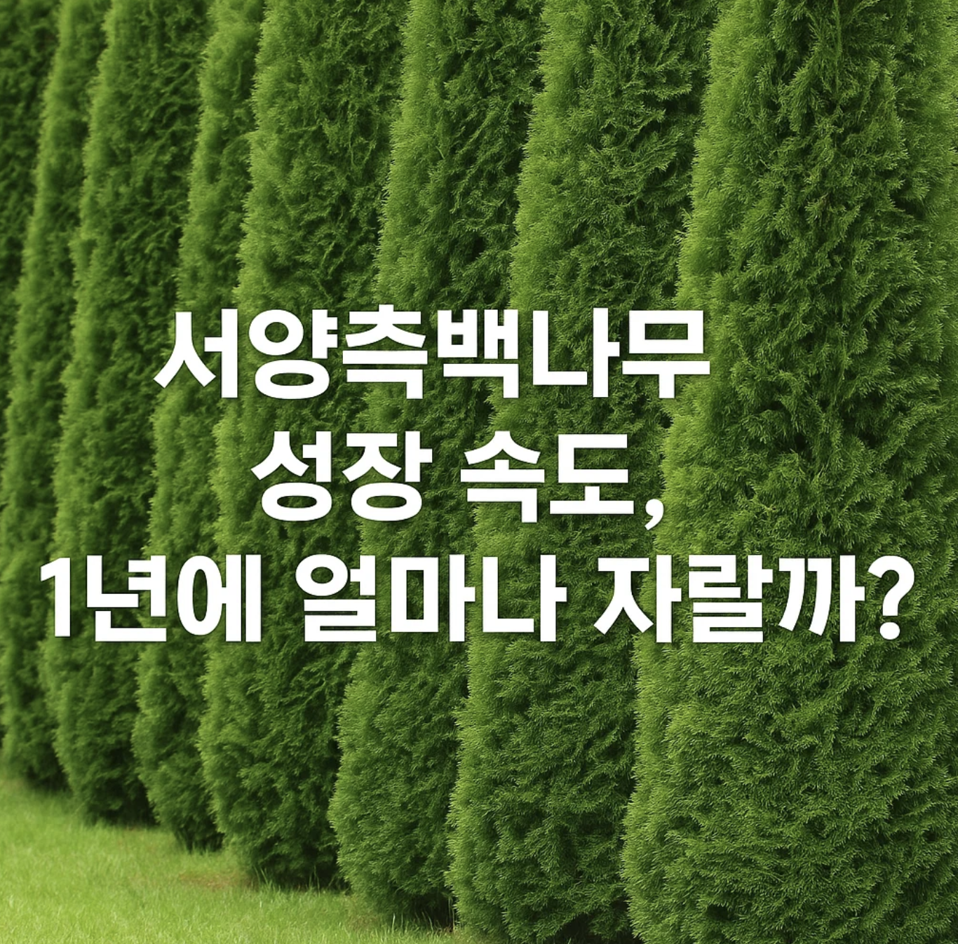 서양측백나무 성장 속도, 1년에 얼마나 자랄까?