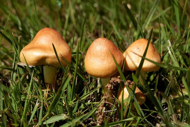 사자성어 모음 고사성어 눈 설_9