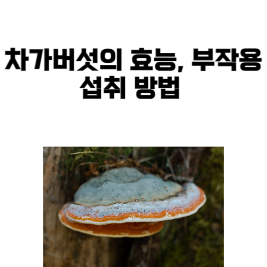 차가버섯의 효능과 부작용, 섭취 방법