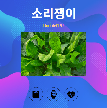 소리쟁이 알아보기