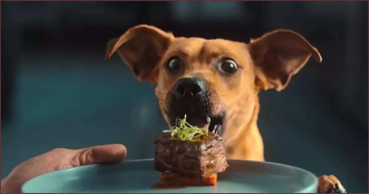 먹는 것에 진심인 카라멜루의 익살스런 표정