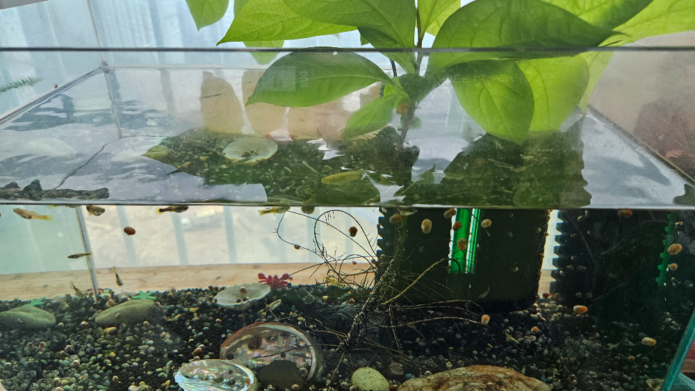 수초가 아닌 나무가 자라는 신비한 우리집 어항