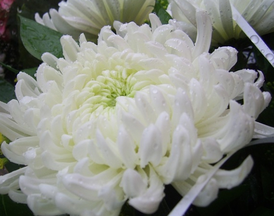 가을에 피는 꽃 종류 접시꽃-국화