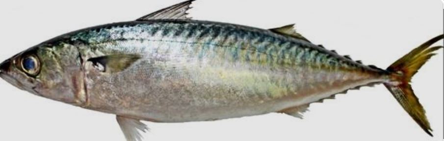 전립선에 좋은 음식