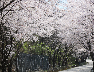 하동 십리벚꽃길