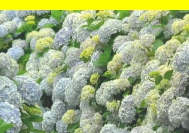 제주동백 시즌, 제주 인생사진, 제주 인생샷 장소, 제주 겨울여행지, 제주 봄꽃 명소, 카멜리아힐 실시간, 제주 꽃축제 일정, 제주 핫플 정리, 제주도 꽃 구경, 제주 걷기 좋은 산책로