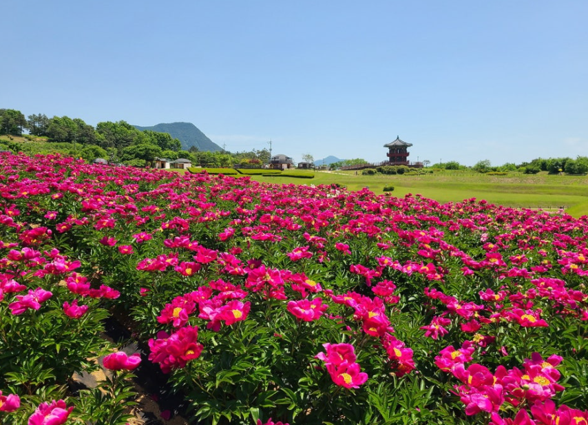 조문국 사적지 작약2